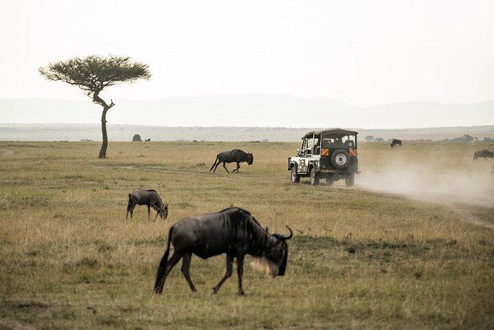 Nairobi: 3 dages Maasai Mara gruppe safari med overnatning