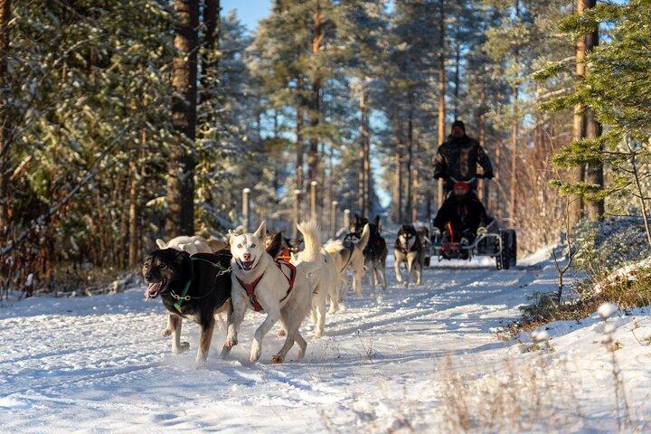 Husky vogn ridning eventyr