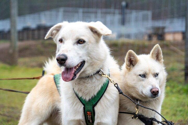 Husky carrello Ride Adventure