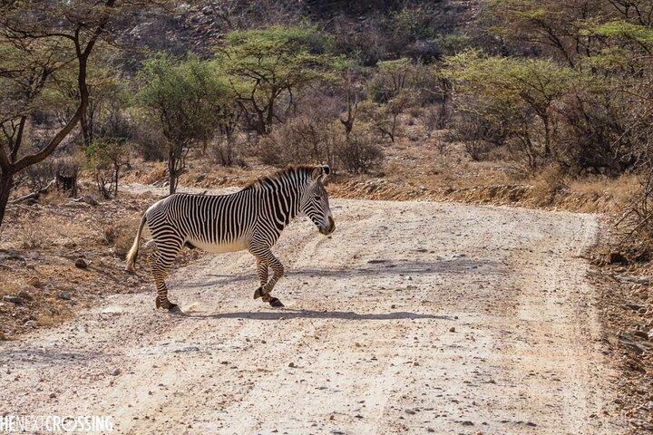 ナイロビ発サンブル国立公園3日間サファリ
