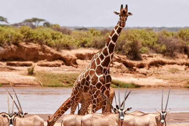 ナイロビ発サンブル国立公園3日間サファリ