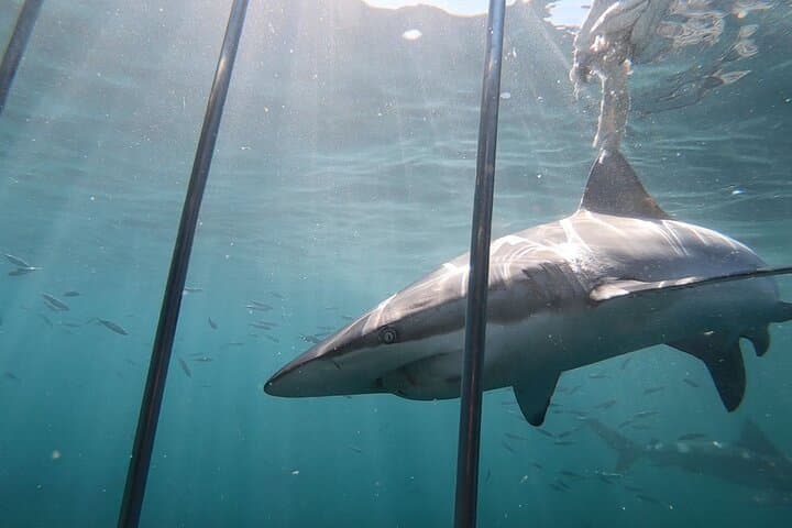 CapeTown: Shark Cage Diving Experience with Scuba