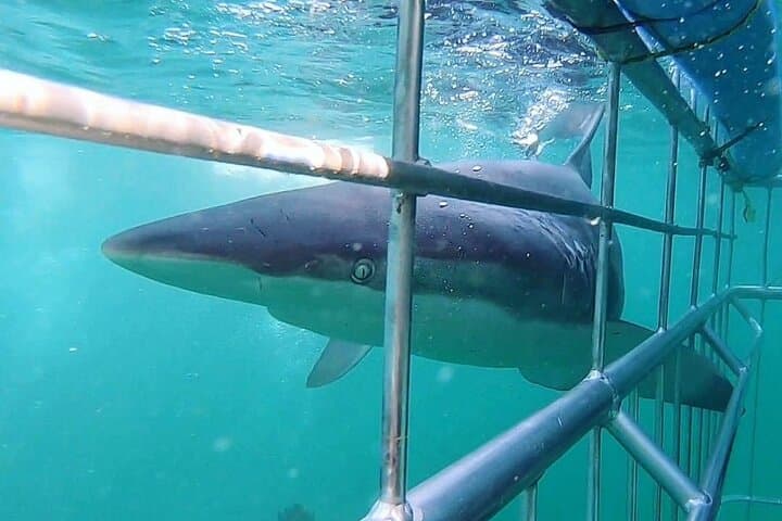 CapeTown: Shark Cage Diving Experience with Scuba