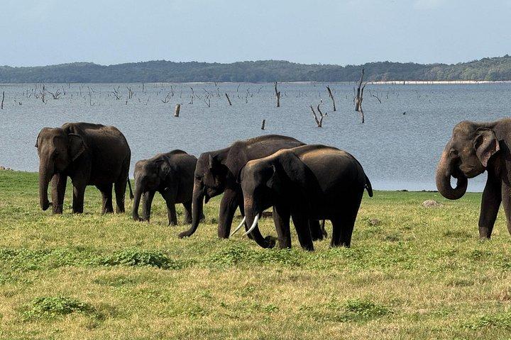Kaudulla National Park Safari [private , full package]