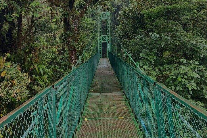 モンテベルデ雲霧林が橋を吊るすネイチャーツアー