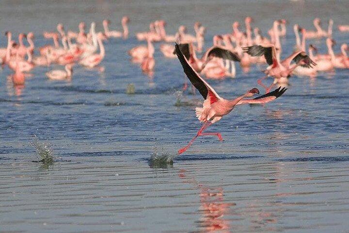 Birds & Beyond: Dagstur fra Chennai til Pulicat Bird Sanctuary