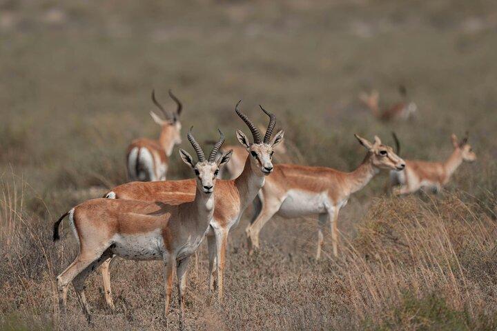 Gazelle Safari, observação de pássaros e almoço rural Shirvan Eco-Tour