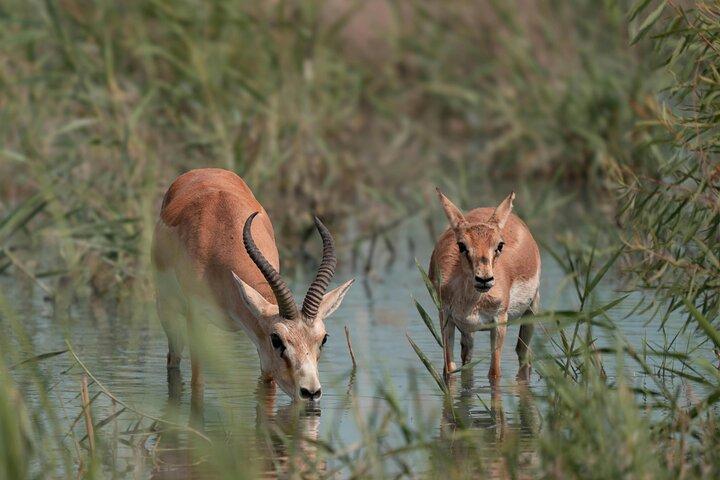Gazelle Safari, observação de pássaros e almoço rural Shirvan Eco-Tour