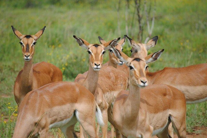 Gazelle Safari, observação de pássaros e almoço rural Shirvan Eco-Tour