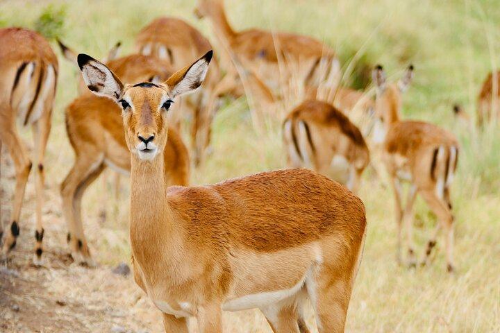 Gazelle Safari, observação de pássaros e almoço rural Shirvan Eco-Tour