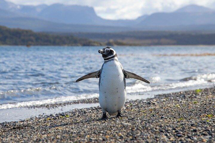 Pinguin-Entdeckung auf Martillo Island im Beagle-Kanal