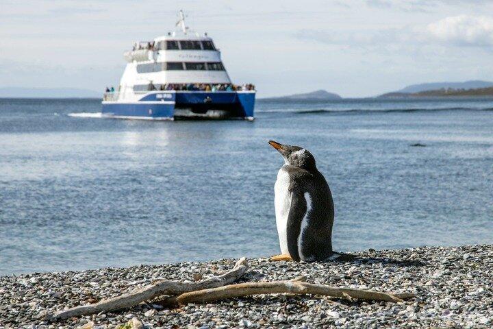 Entdecken Sie Pinguine auf Martillo Island im Beagle Kanal & mehr