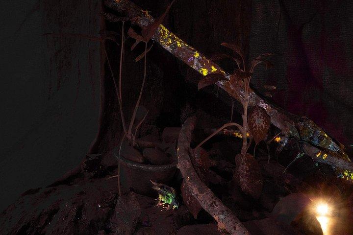 エントピア蝶と自然発見公園入場券ペナン