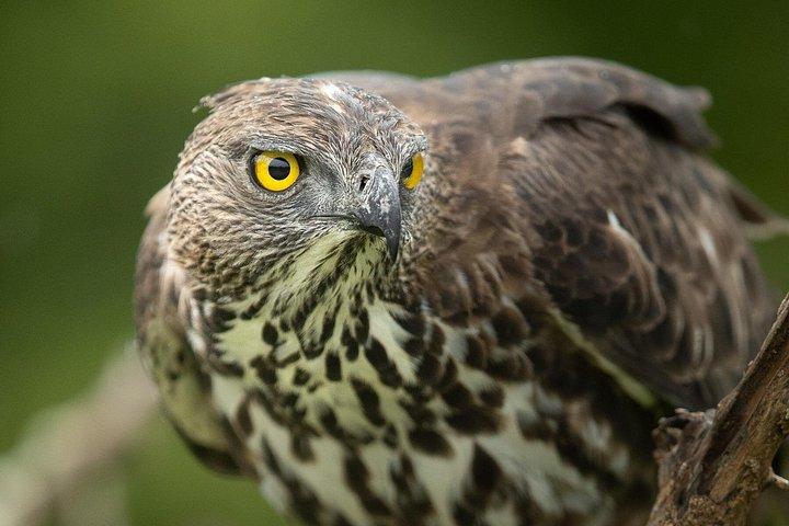 オールインクルーシブヤラ国立公園終日ゲームドライブ
