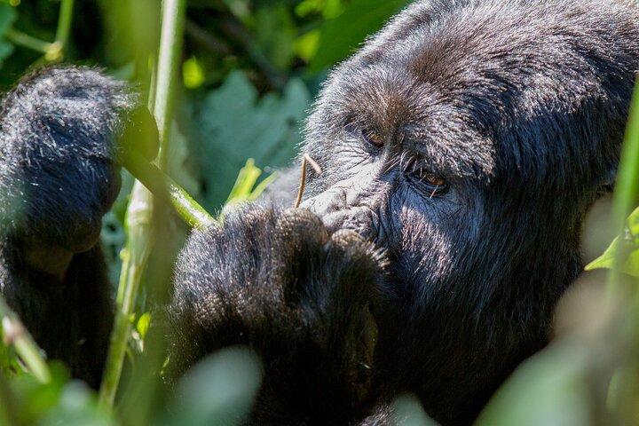 Desde Kigali : 1 - Día Uganda Gorila tracking experience