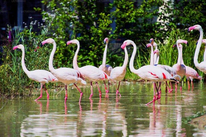 Bundala Safari (Bird Watching) Gita di un giorno - Privato e All Inclusive