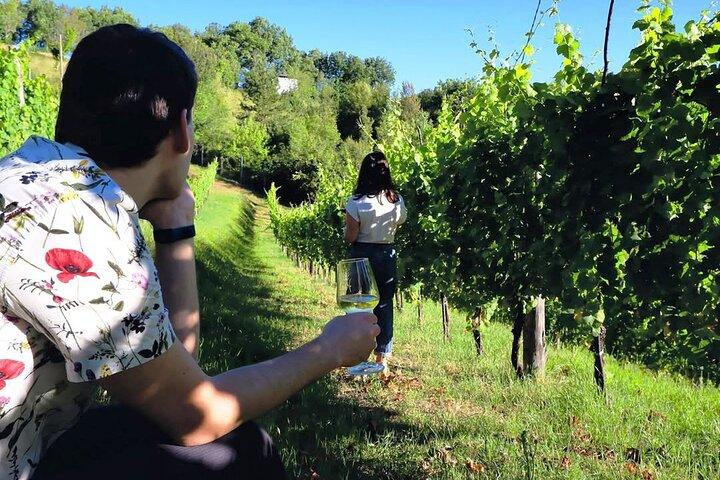 Wijnmakerij Tour en Proeverij 4 wijnen bij Cantina Le Macchie bij Rome