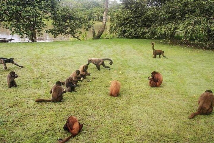 2 daagse ervaring met Shipibo cultuur en wilde dieren vanuit Iquitos