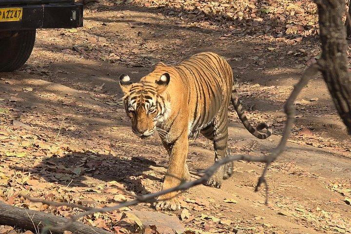 ゴールデン・トライアングル14日間野生動物サファリ＆ヘリテージ・ラージャスターン