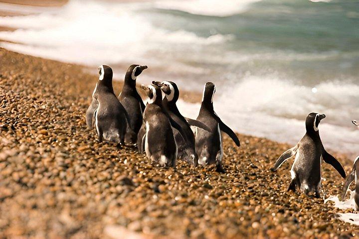 Monte Leon 4x4 Sea Lions and Penguins