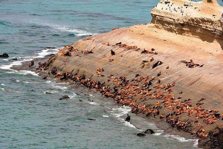 Monte Leon 4x4 Sea Lions and Penguins