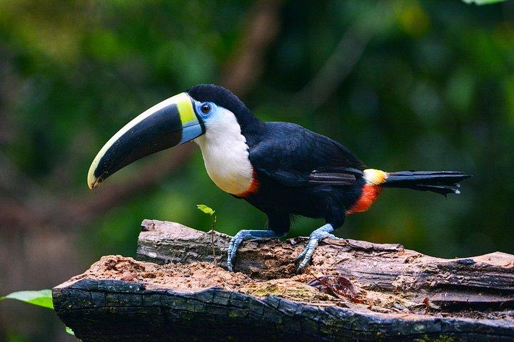 Manu Reserved Zone Amazon Tour 6 Tage - 2026.