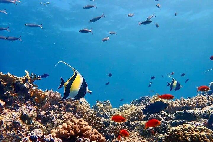 Tiran Island Boat Trip with Diving & Snorkeling _Sharm El Sheikh