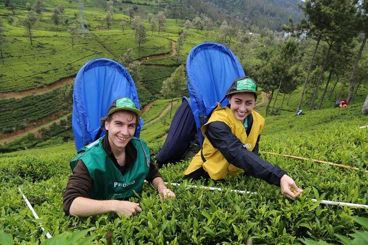 10 dage i paradis i Sri Lanka naturskønne tog Strande og mere