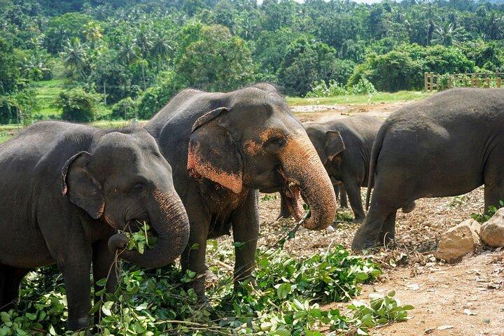 10 dage i paradis i Sri Lanka naturskønne tog Strande og mere