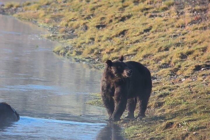 Yellowstone Lower Loop Tour | Wilde dieren en warmwaterbronnen | Privé
