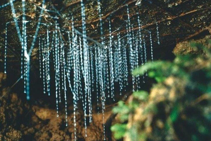 *Popular Tour* - Bay of Islands : Natuuravontuur - 4 uur