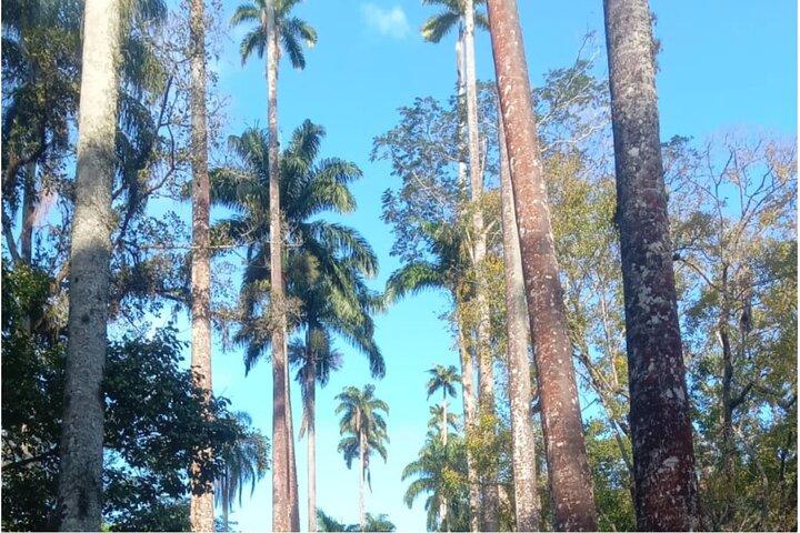 Jardín Botánico de Río de Janeiro