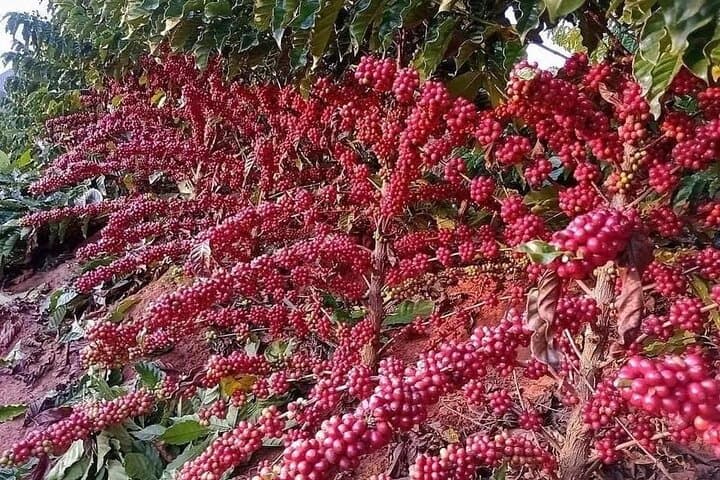 Fairview Estate Coffee Farm Tour with Pick up
