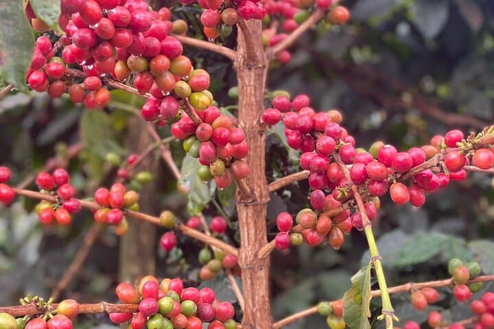 Fairview Estate Coffee Farm Tour with Pick up