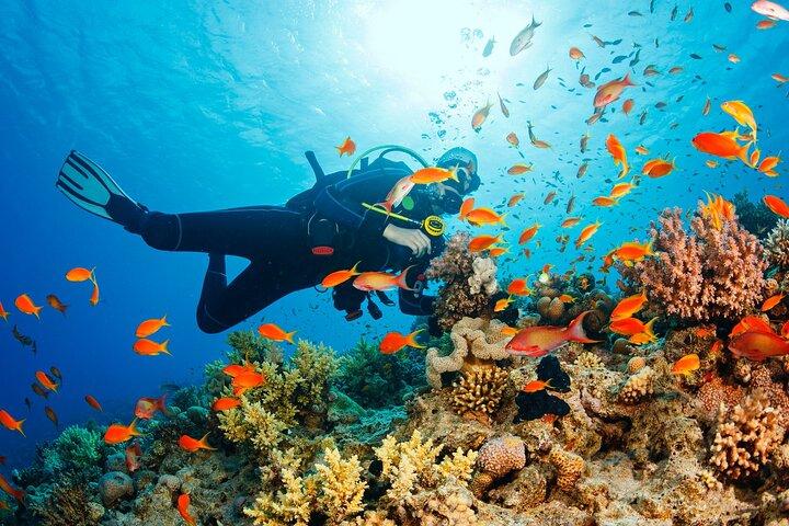 Samadai Reef - Dolphin House dykning och snorkling Tour_ Marsa Alam
