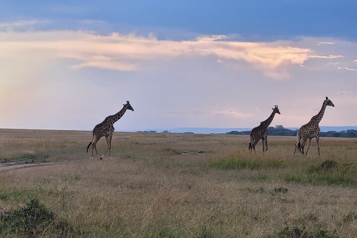 3 Days Masai Mara Safari