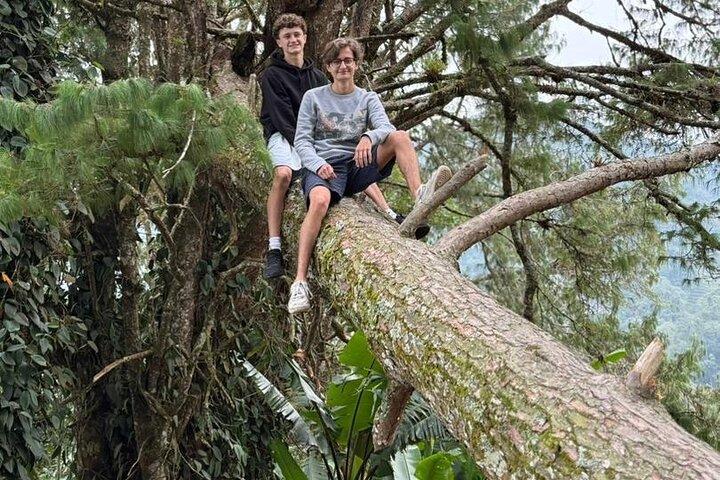 Halbtagestour durch den Mossy Forest (gemeinsame Tour)