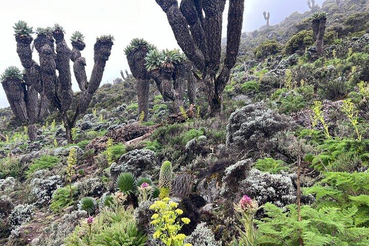 8 dages Kilimanjaro klatring Lemosho rute