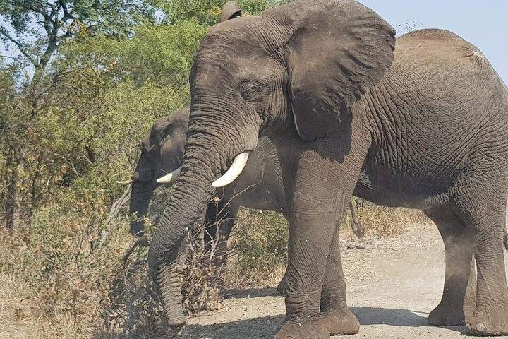 Begeleide Game Drive en Neushoornwandeling in Mosi Oa Tunya National Park