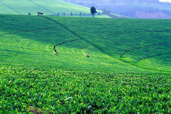 Kiambethu Teefarm Tour und Mittagessen von Nairobi