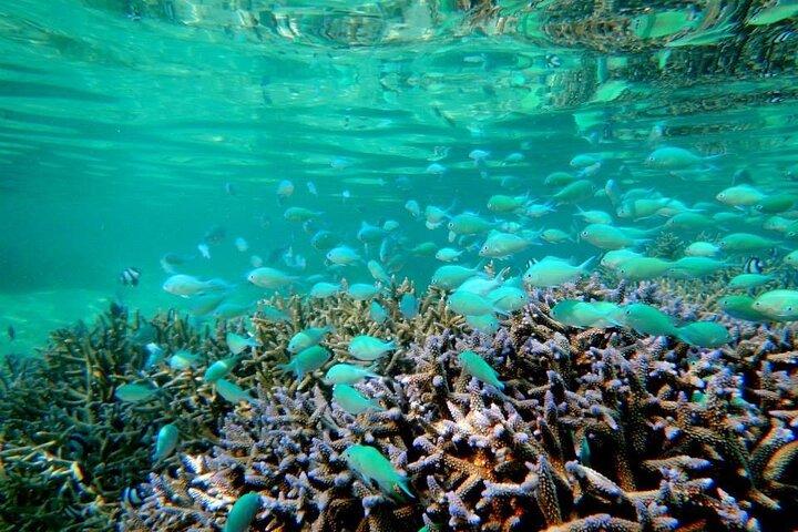 Visite de l'éco-tour de la baie Bleue de Maurice et plongée en apnée