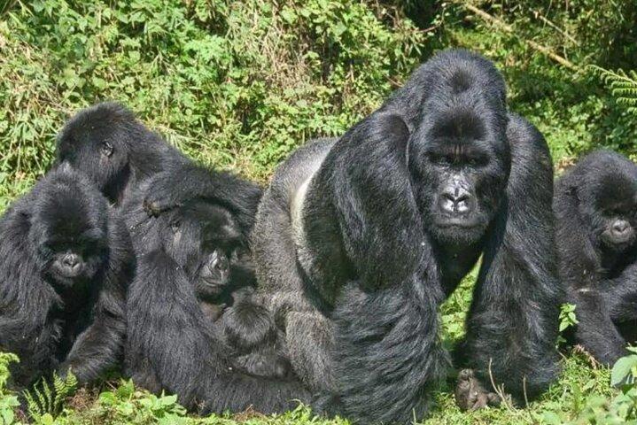 Gorilla Trekking Experience no Parque Nacional dos Vulcões