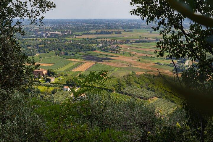 Da Venezia: Tour Olio e Vino dei Colli Euganei