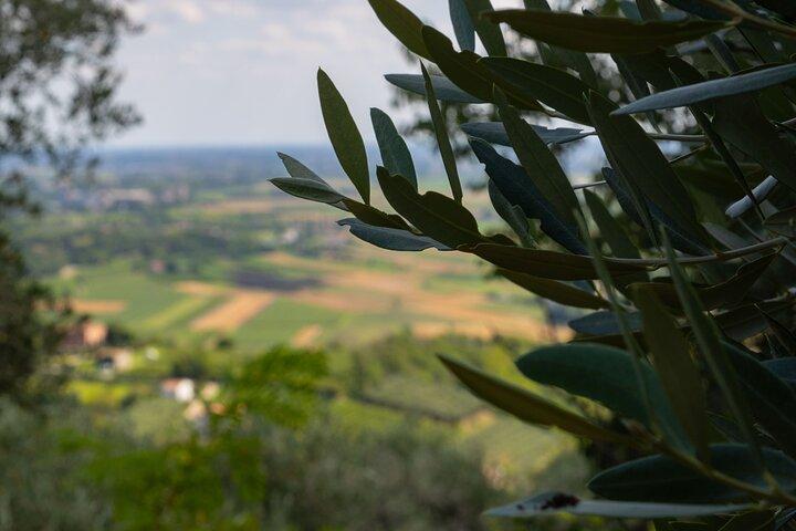 Da Padova: Tour Olio e Vino dei Colli Euganei
