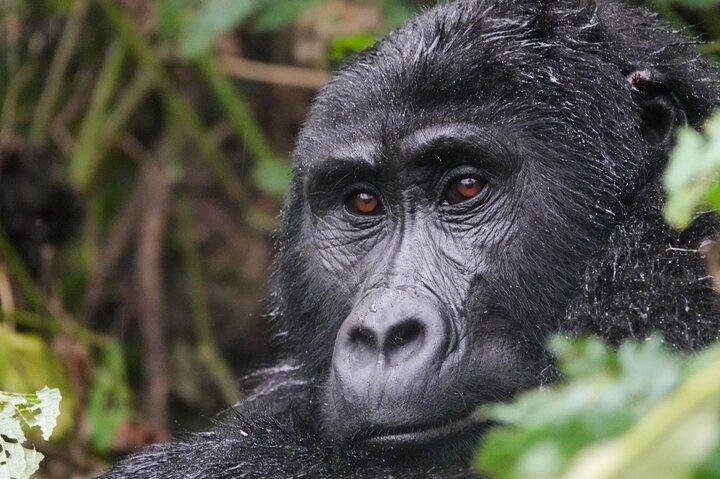 11 Tage Uganda Safari Gorilla Trekking und Nationalparks Tour