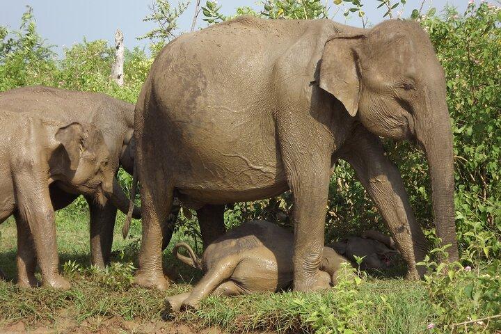 Ganztägige, halbtägige und 4-stündige Safari in Udawalawe
