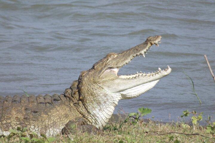 Dia inteiro, meio dia e safari de 4 horas em Udawalawe