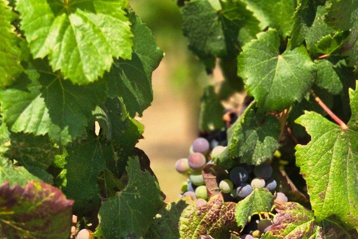 Temecula Uncorked : Un recorrido autoguiado por sus bodegas