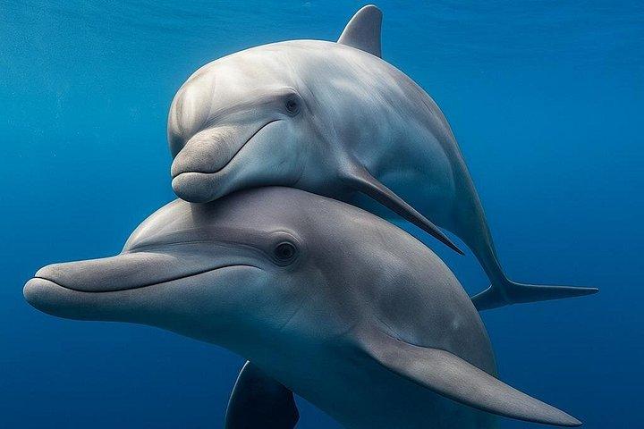 ドルフィンハウス＆紅海シュノーケリングアドベンチャーランチ＆送迎付き
