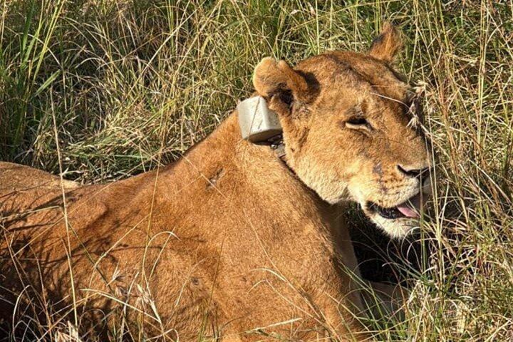 Amboseli National Park 3-daags privésafari-avontuur